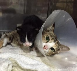แม่แมว หลังจากคลอดลูกได้ประมาน 1 เดือน พบก้อนเนื้อที่บริเวณเต้านมทั้งด้านซ้ายและขวา